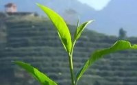 客田鎮(zhèn)：茶樹吐新芽，茶農(nóng)喜增收